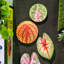 Décoration murale caladium
