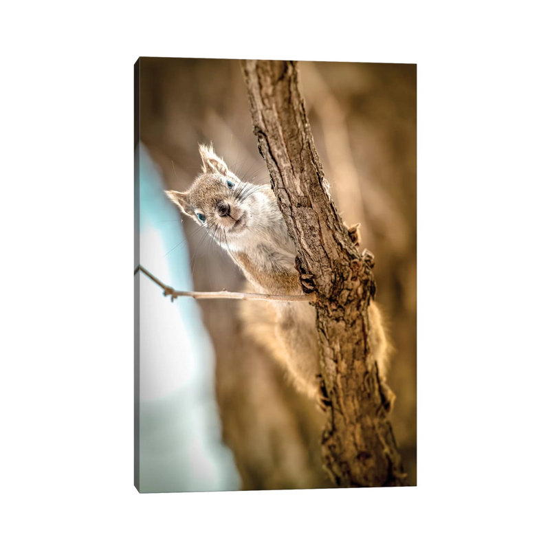Squirrel Looking To The Camera Close Up by Nik Rave - Wrapped Canvas Print, 20.32 cm H x 30.48 cm W