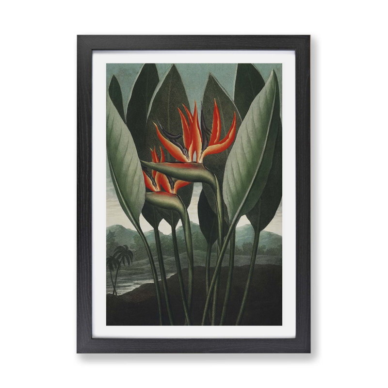 Exotic Flowers by R.J. Thornton - Single Picture Frame Painting, 45cm H x 63cm W x 2cm D, Black