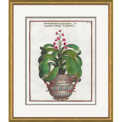 17th Century Florilegium Giclee Print by Soicher Marin Archives