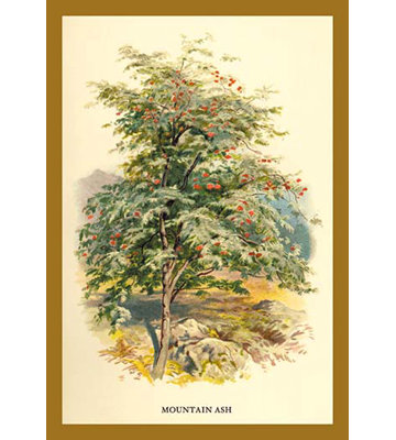 " Mountain Ash " by W.H.J. Boot