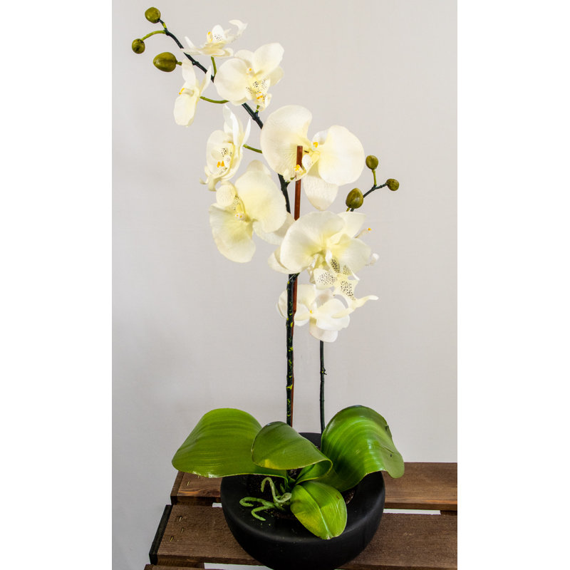25cm Faux Orchid Plant in Ceramic Pot, Cream