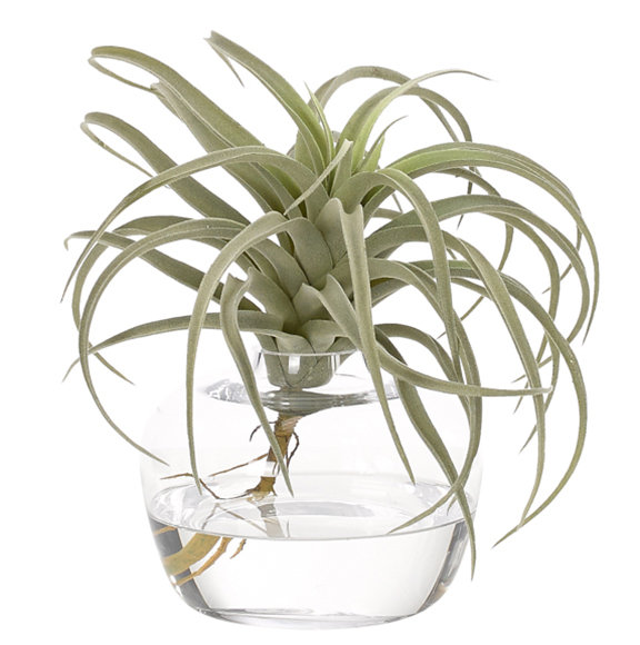 Tillandsia, Green Grey, Glass Ginger Vase