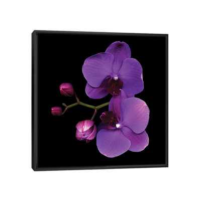 " The Colour Purple " by Magda Indigo
