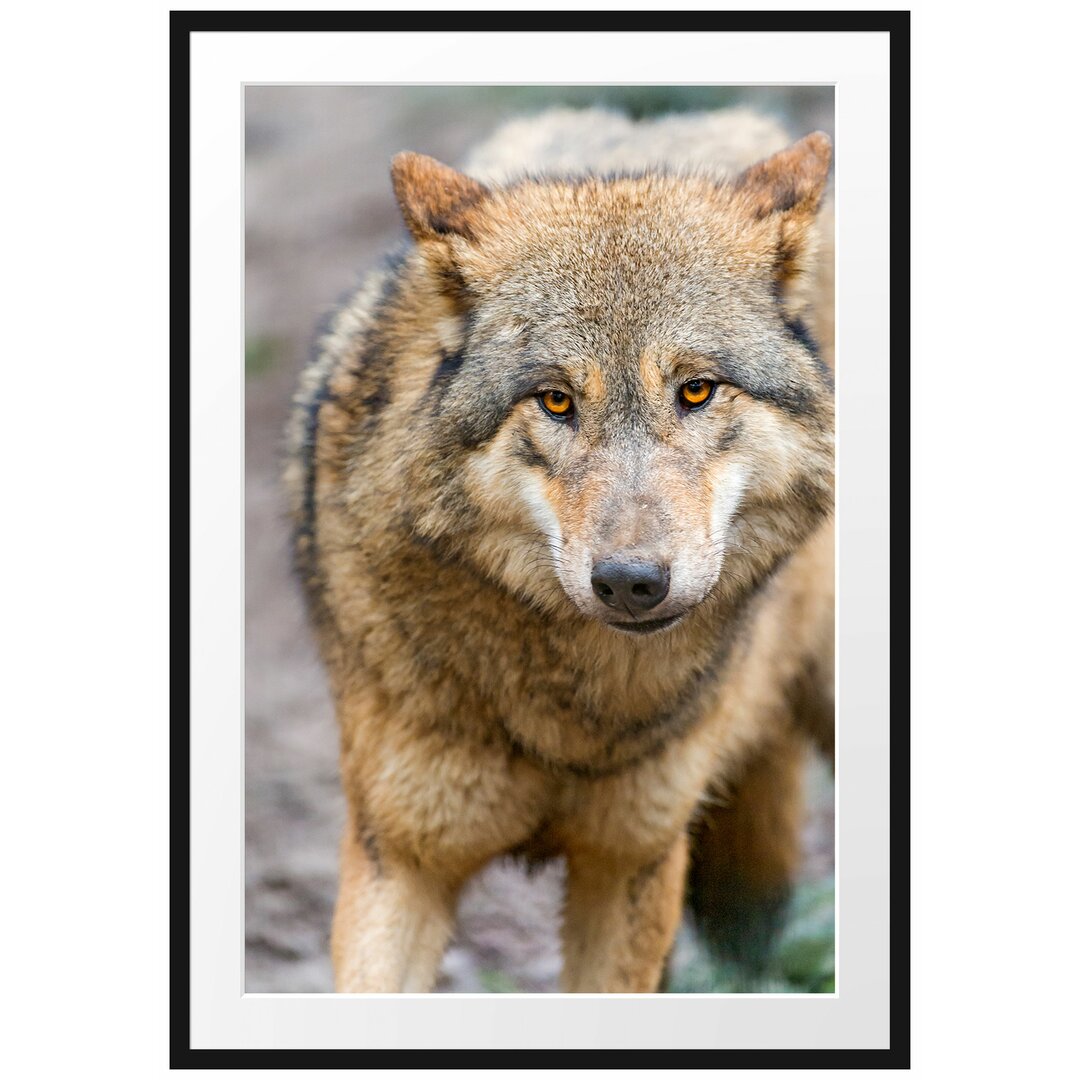 Gerahmtes Poster Scheuer Wolf