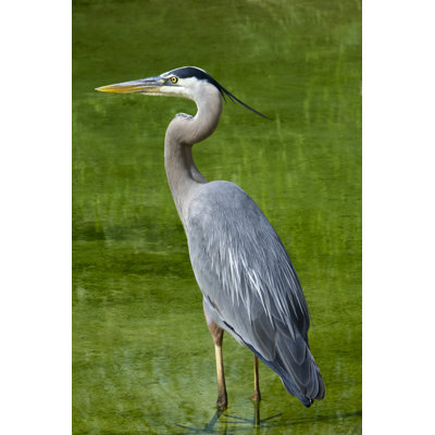 Great Blue Heron by Mark Kostich - No Frame Art Prints on Canvas