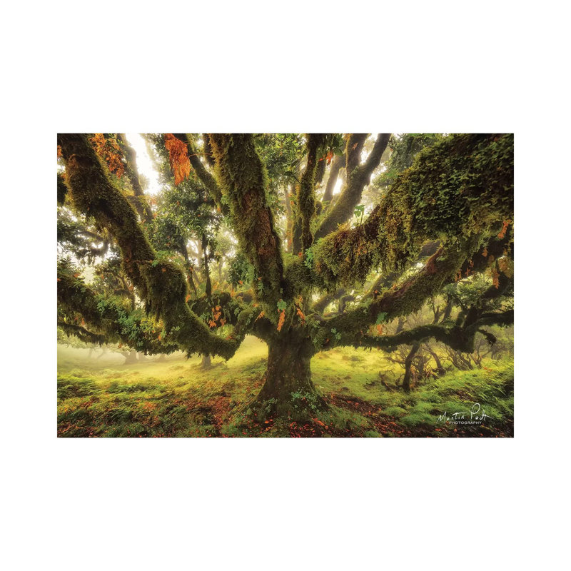Octopus by Martin Podt - Wrapped Canvas Painting, 20.32 cm H x 30.48 cm W