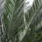 Cycas Artificial Tree
