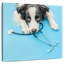 Brampt Dog Doctor-109209730