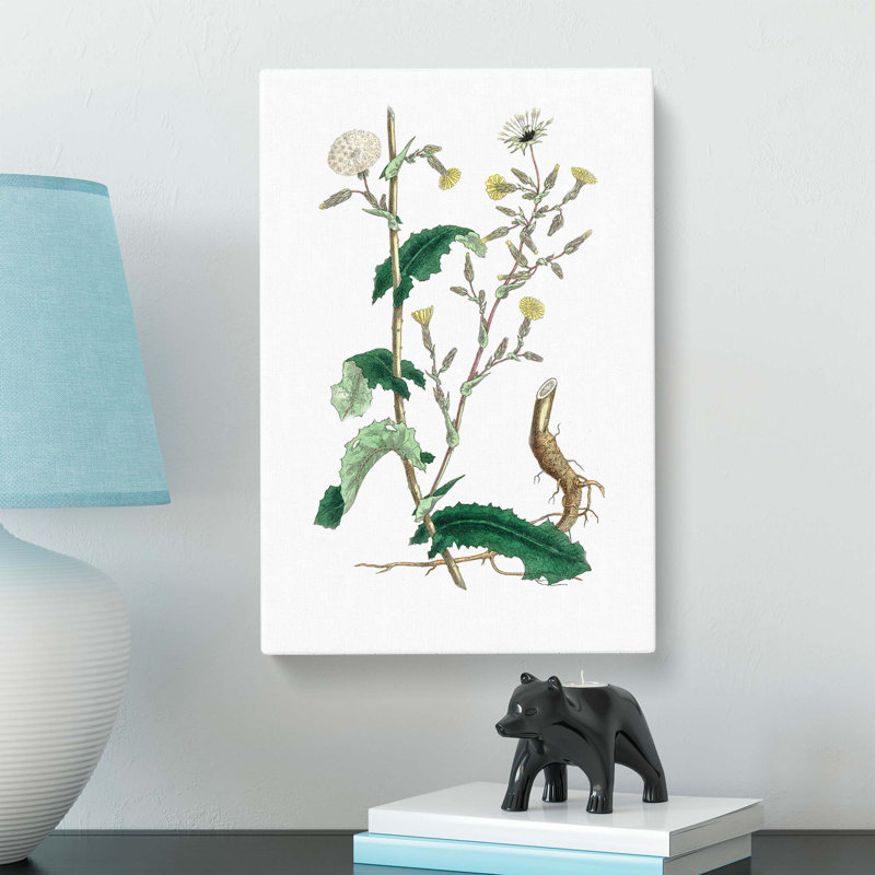 Wild Lettuce Illustration - Wrapped Canvas, 76cm H x 50cm W x 3cm D