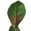 Artificial Plant PURPURATA 130 cm Red