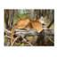 « floride panther », reproduction d’impression sur toile tendue-31284265