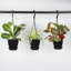Live Spider Plant in Hanging Pot