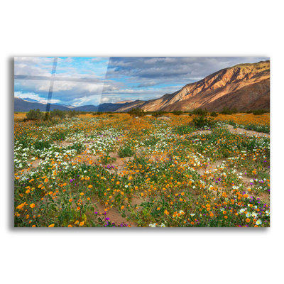 " Desert Wildflowers In Henderson Canyon " by John Gavrilis