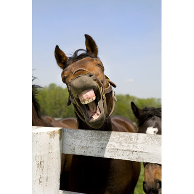 Thoroughbred Racehorse by Lillisphotography - Print