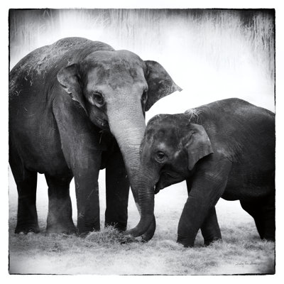 Éléphant III par Debra Van Swearingen - photographie