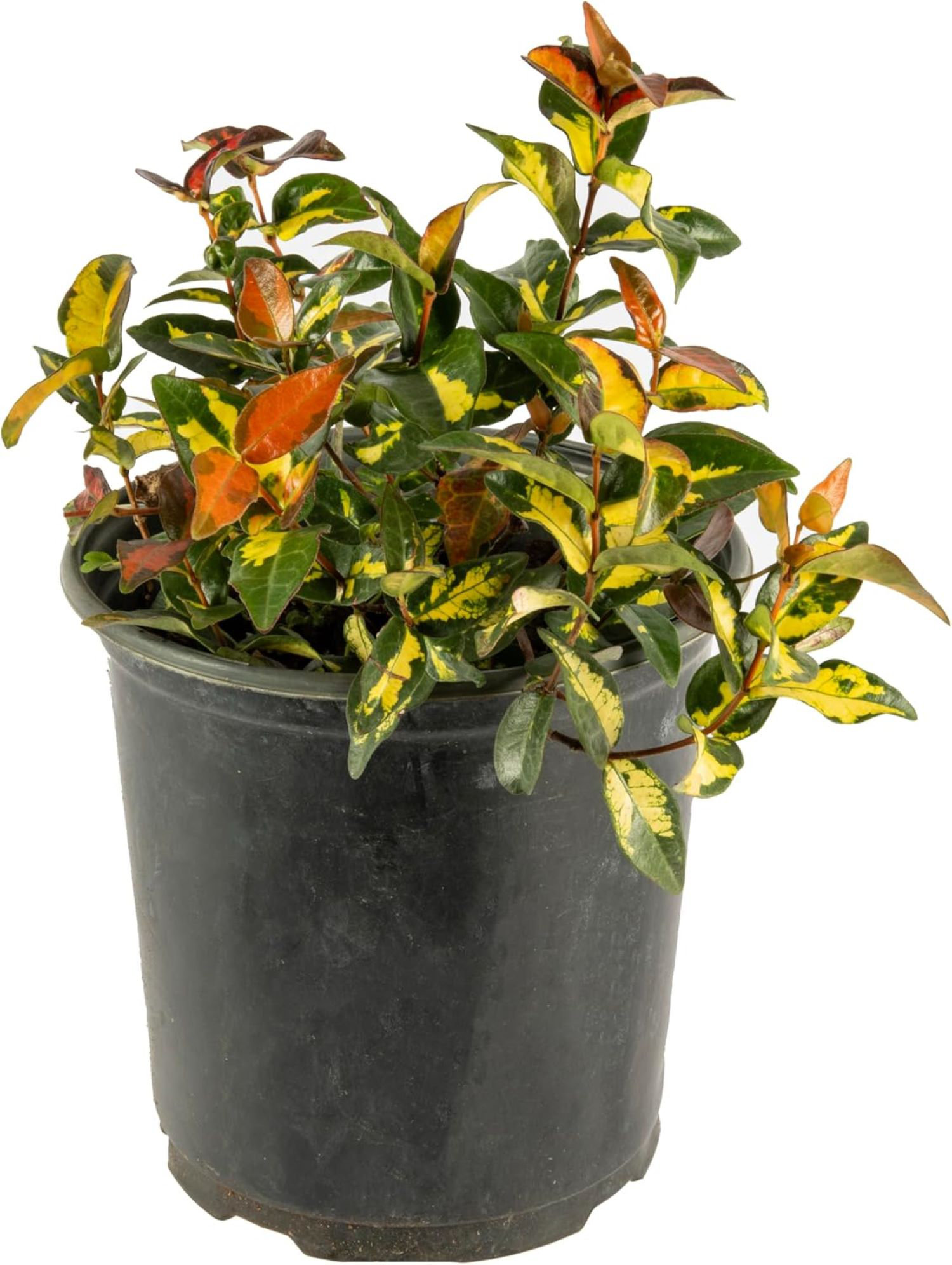 American Plant Exchange Jasmine Summer Sunset, Colorful Live Plant, 6-Inch  Pot, Vining Foliage | Wayfair