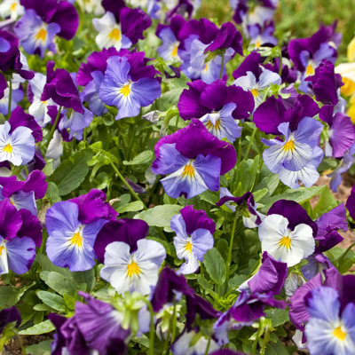 " Colorful Violas "
