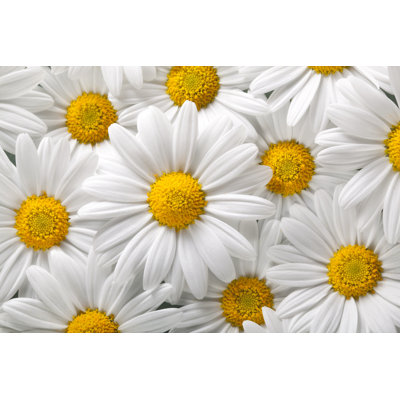 Daisies by Malerapaso