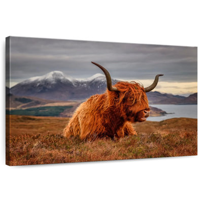 Vache Highland sentant le vent