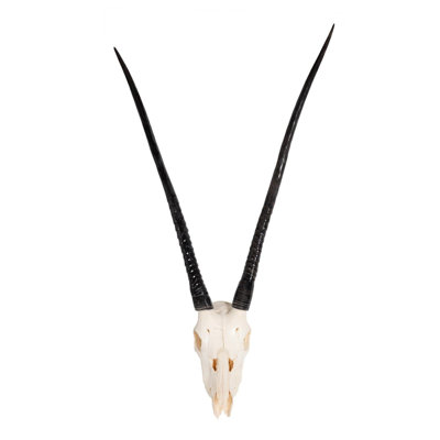 Wall Mounted Gemsbok Skull