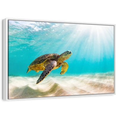 Hawaiian Green Turtle