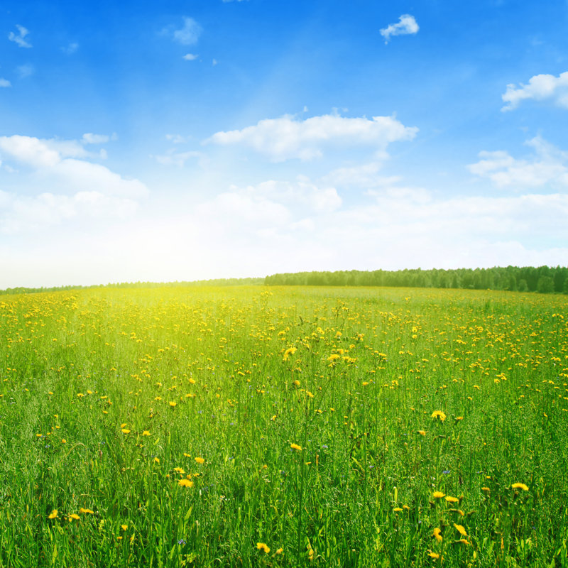 Field Of Wildflowers by Elenavolkova - Wrapped Canvas Print, 30cm H x 30cm W
