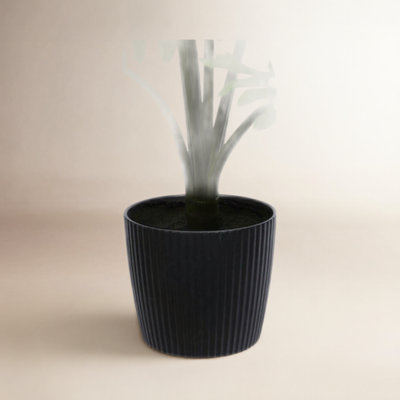 38" Philodendron Plant in Pot