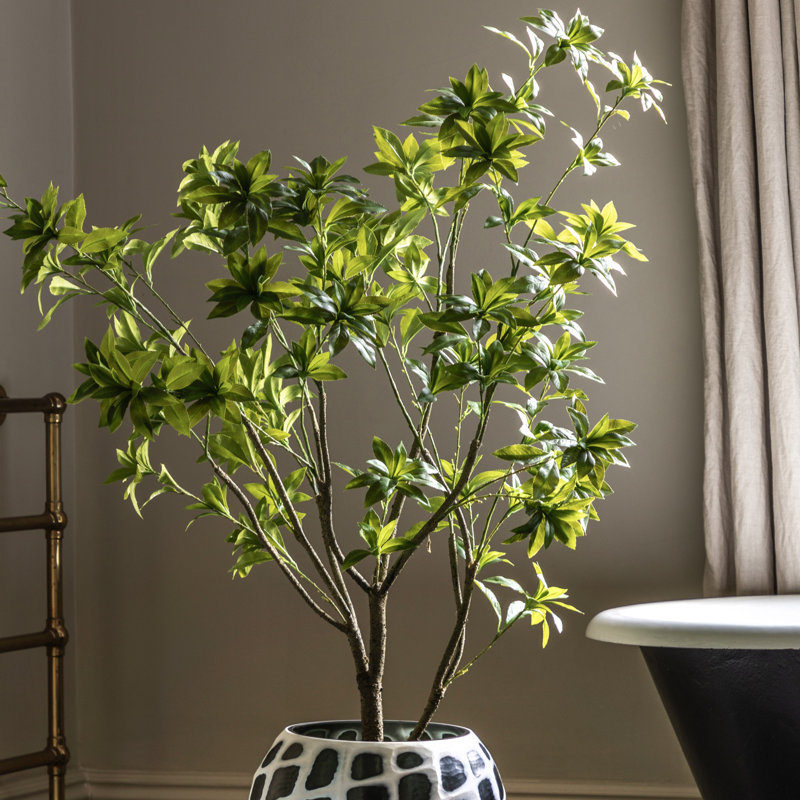 Potted Pierisjaponica 5ft Tree