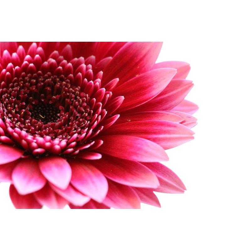 Daisy Flower Isolated 2 - Wrapped Canvas Print, 51cm H x 76cm W x 3.8cm D