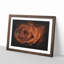 Orange Rose - Picture Frame Graphic Art Print-56861796-56861791