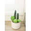 Succulent en pot