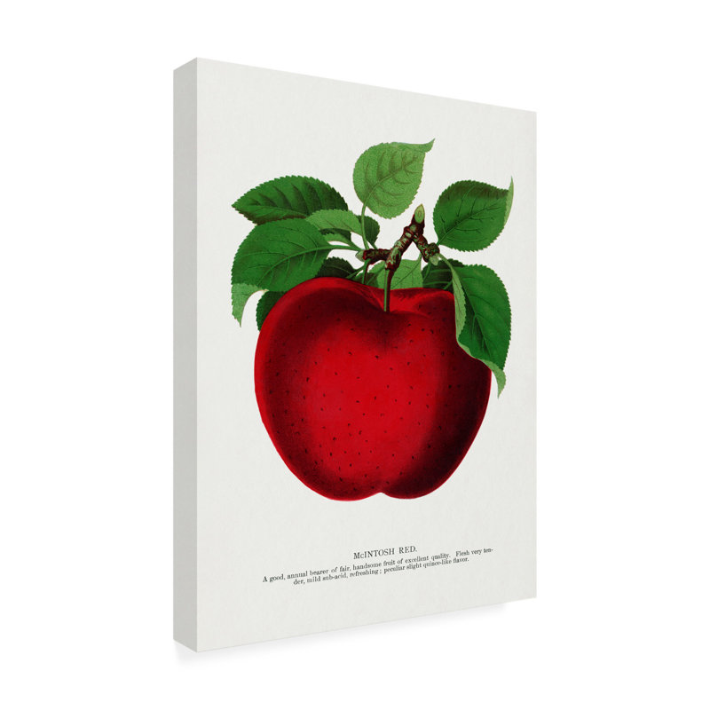 Reproduction d'art sur toile, "ologic botanic "par pomme rouge, H 19 po x l 14 po