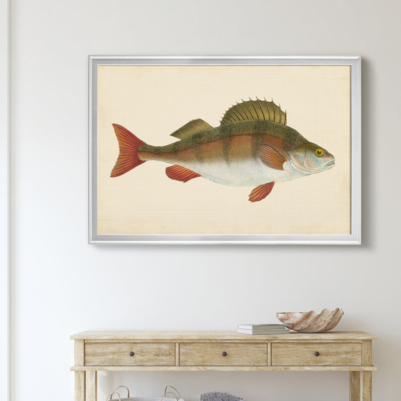" Donovan Antique Fish I ", 30.5" H x 42.5" W x 1" D, Silver