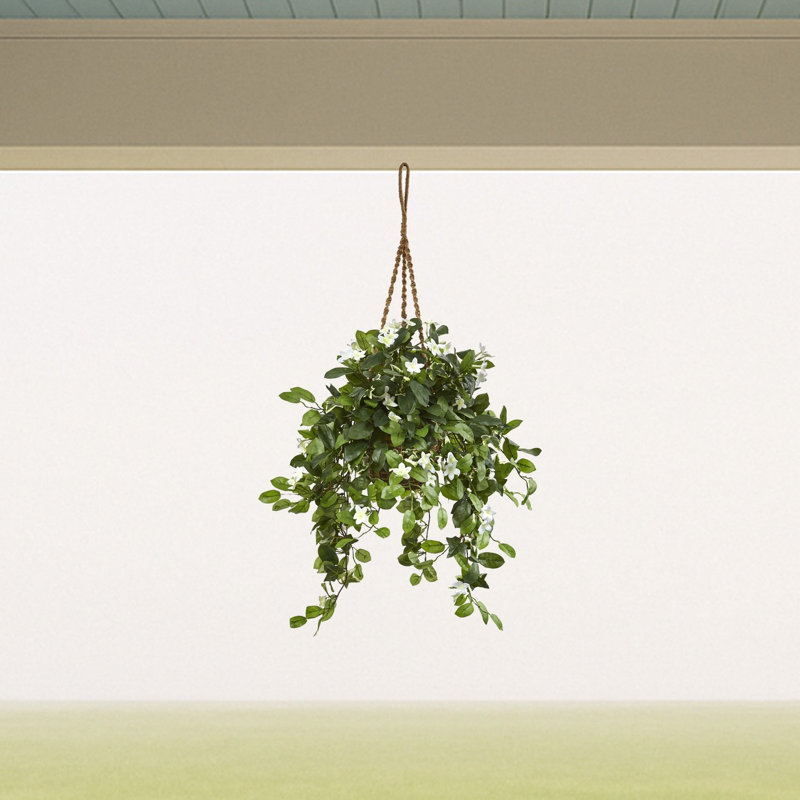 Stephanotis Hanging Basket