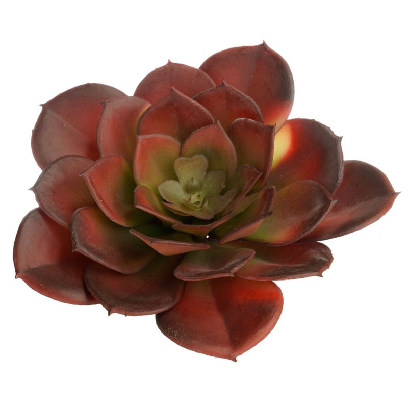 Succulent de pédale mini tip, H 4,38 po x l 5 po x P 5 po, Rouge