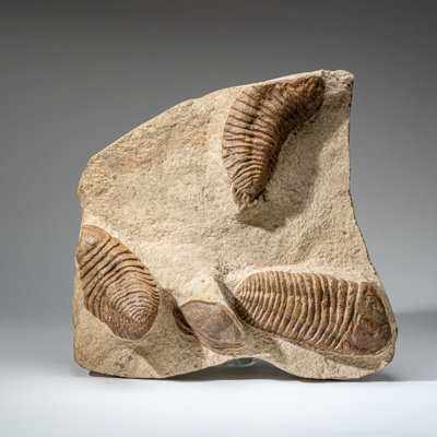 Genuine Cluster Trilobite (Ptychopariida) Fossil On Matrix