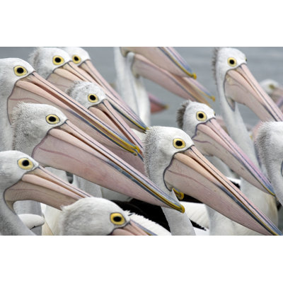 Pelicans In A Group by Hanis - Wrapped Canvas Print