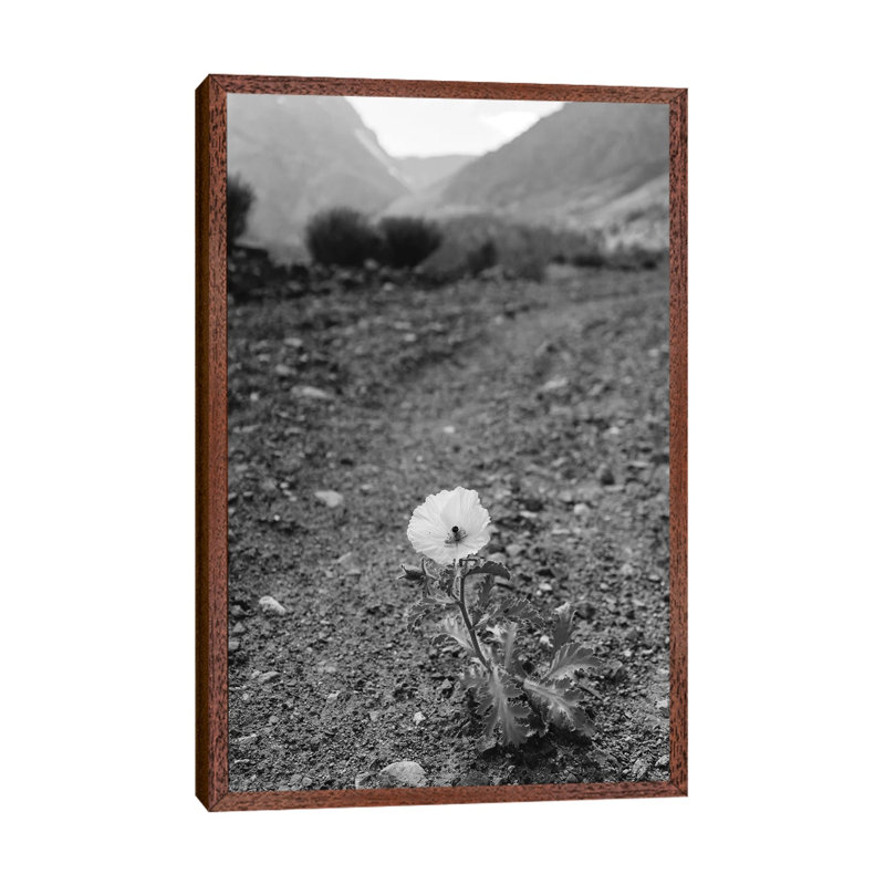Monochrome Yosemite Bloom by Bethany Young - Print on Canvas, Classic Brown Wood Framed, 101.6cm H x 66.04cm W x 3.81cm D