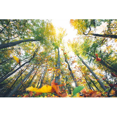 Autumn Forest by Borchee - No Frame Print on Canvas