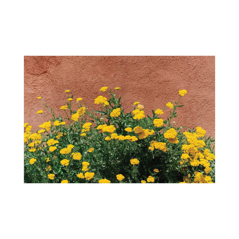 New Mexico Blooms by Bethany Young - Print on Canvas, Wrapped Canvas, 66.04cm H x 101.6cm W x 1.91cm D