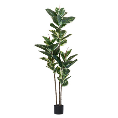 Arbre à ficus 5 pi