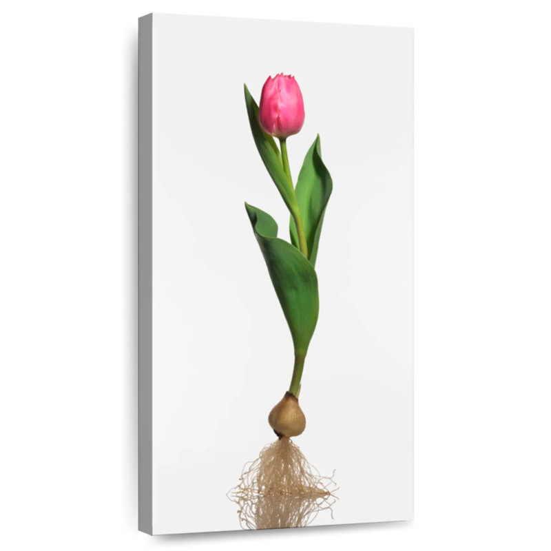 Ampoule de jardin tulipe, H 24 po x l 12 po