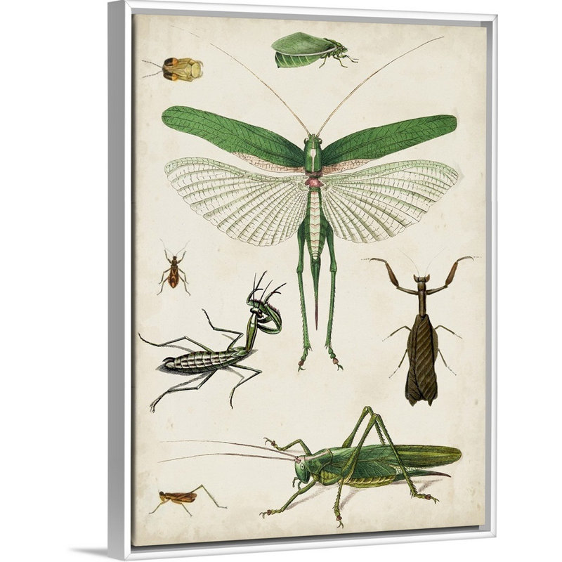 Art sur toile bugs kids, Cadre pour toile flottant blanc, H 36 po x l 12 po x P 1,2 po