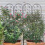 Treillis de jardin polyvalent en métal pour diverses plantes grimpantes, rehaussant la beauté extérieure