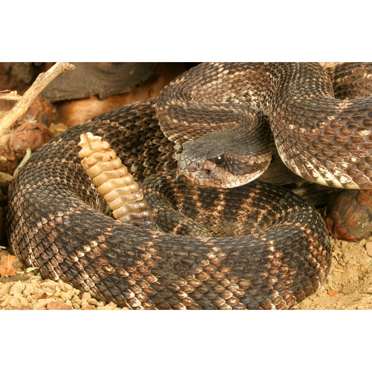 Southern Pacific Rattlesnake by Johnaudrey - Wrapped Canvas Print