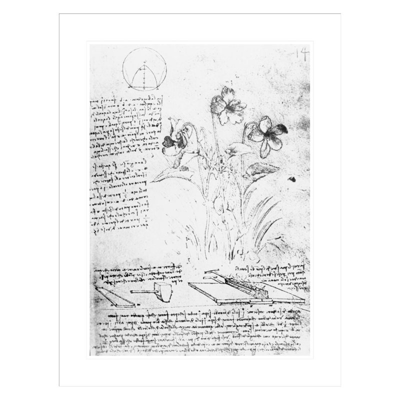 Étude botanique fol. «14r from the Codex Atlanticus» par Leonardo da Vinci - Estampe numérique encadrée