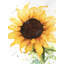 Sunflower Print On Canvas-98694086