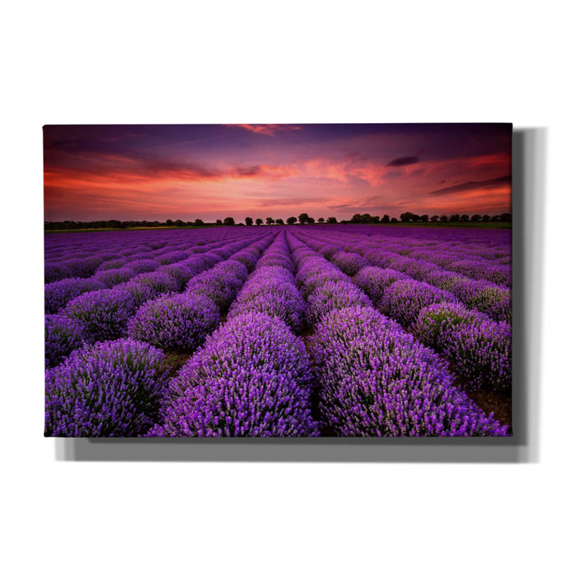 Champ de lavande sur toile, H 40 po x l 60 po x P 1,5 po