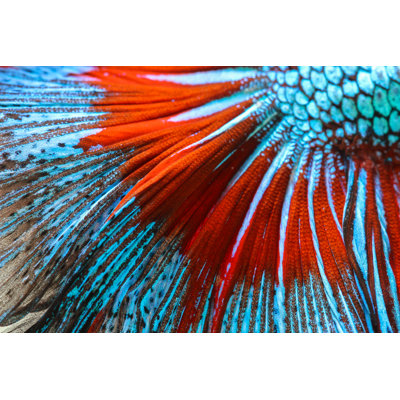 Texture Of Tail Siamese Fighting Fish by Napat_Polchoke - Wrapped Canvas Print